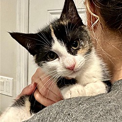 Photo of Melody: Playful, hilarious calico kitten