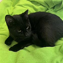Photo of Rosie (black young female)