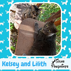 Thumbnail photo of Bonded Pair Kelsey & Lilith #2