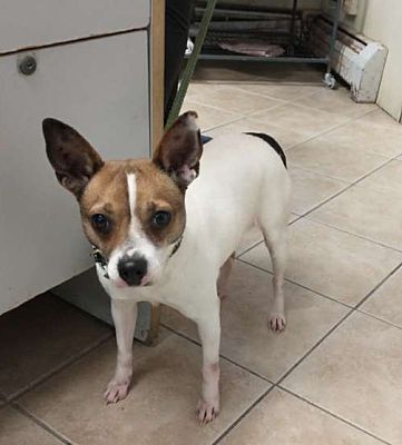 Middletown, NY - Jack Russell Terrier. Meet Luna a Pet for Adoption ...