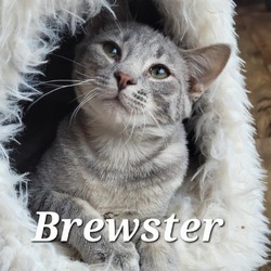Thumbnail photo of Brewster #2