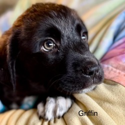 Thumbnail photo of Griffin #3