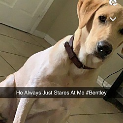 Photo of Bentley