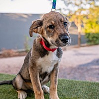 adopt a pet