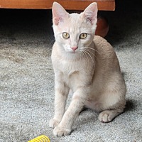 adopt a pet