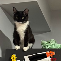 adopt a pet