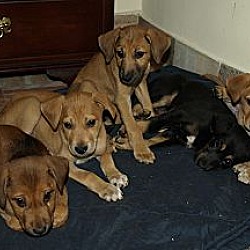 Thumbnail photo of Volunteers needed for IN Pups #1