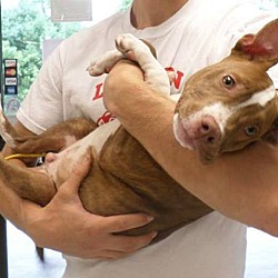 Thumbnail photo of Buster (adoption pending) #2