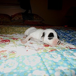 Thumbnail photo of Puppy Number Two-Adopted! #3