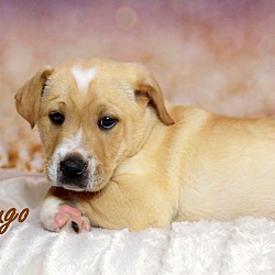 Thumbnail photo of Hugo~adopted! #4