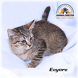 Photo of Eeyore
