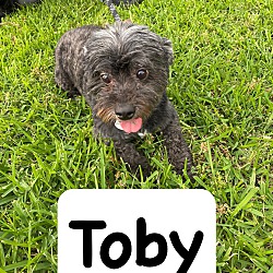 Thumbnail photo of Toby #2