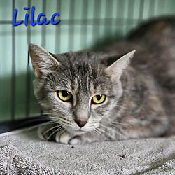 Thumbnail photo of Lilac #1