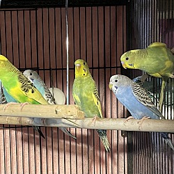 Thumbnail photo of The Parakeet Party! #1