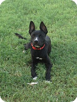 Phoenix Az Belgian Malinois Meet Sheena A Pet For Adoption