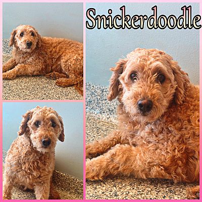 Snickerdoodle goldendoodle outlet