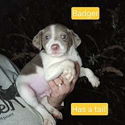 Photo of Badger