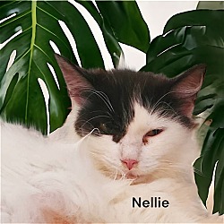 Thumbnail photo of Nellie #2