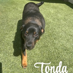 Photo of Tonda 1912, adoptable Mixed Breed (Medium) in Loxahatchee, Florida