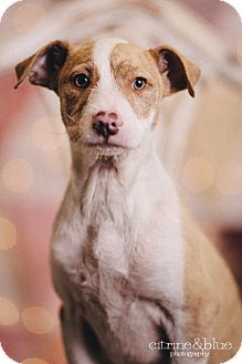 adopt a pet com