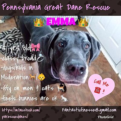 New Castle Pa Great Dane Meet Emma A Pet For Adoption