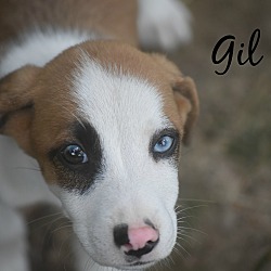 Thumbnail photo of Gil~adopted! #1