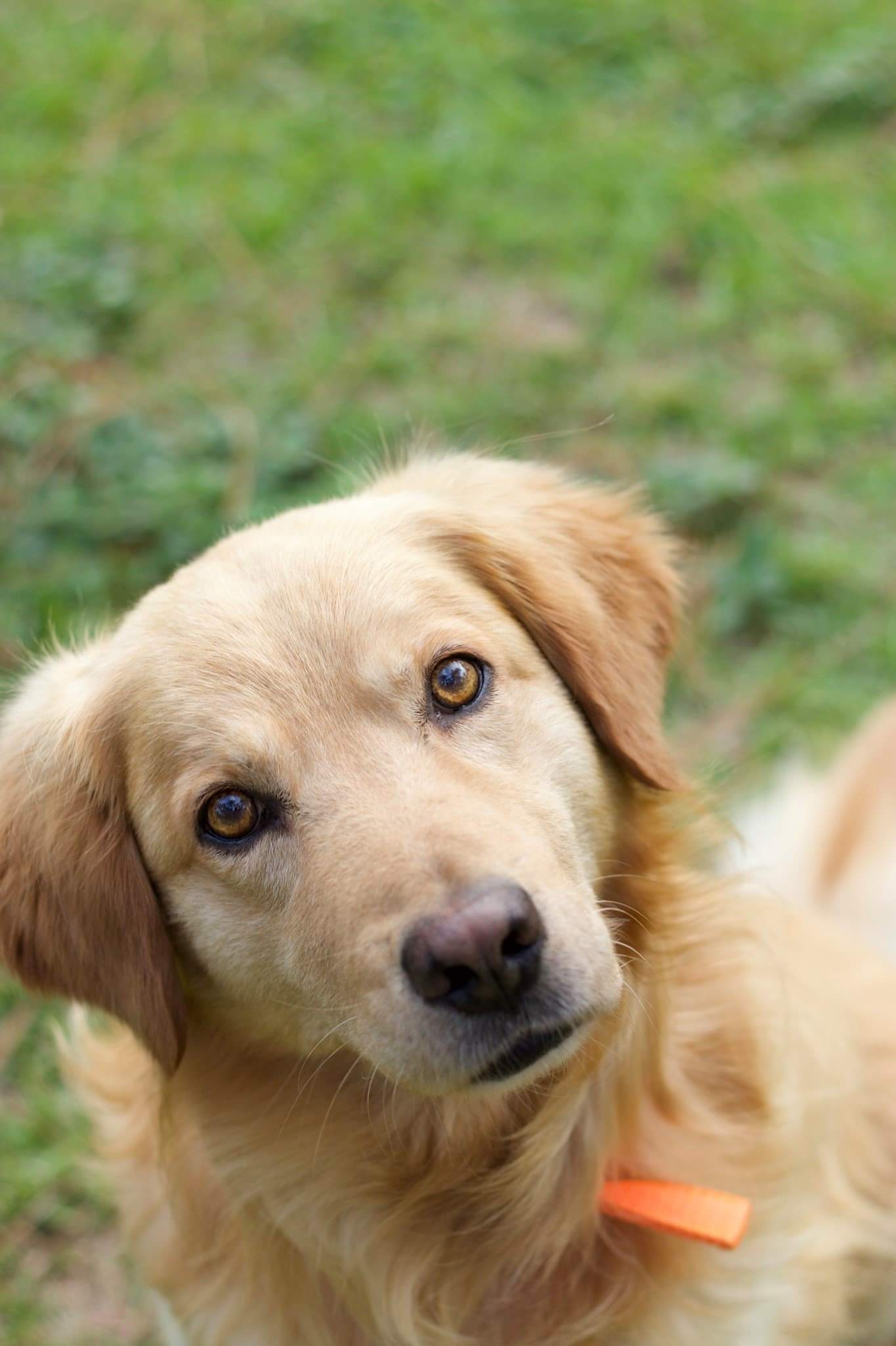 Lexington Sc Golden Retriever Meet Toby A Pet For Adoption
