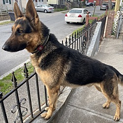 Photo of Sergeant