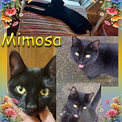 Photo of Mimosa