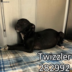 Photo of TWIZZLER