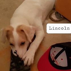 Thumbnail photo of Lincoln #2