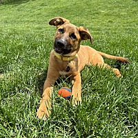 adopt a pet