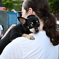 adopt a pet