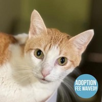 adopt a pet