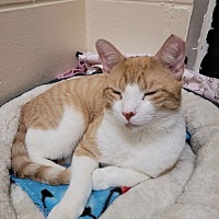 adopt a pet
