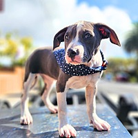 adopt a pet