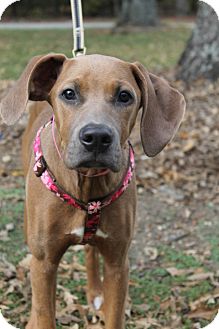 Waldorf Md Weimaraner Meet Zuri A Pet For Adoption