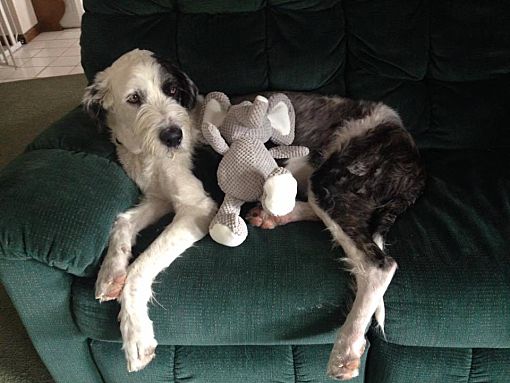 Great dane sheepdog mix discount
