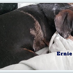 Thumbnail photo of Ernie #4