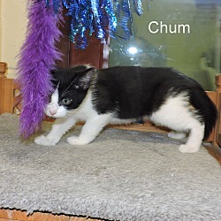 Thumbnail photo of Chum #4