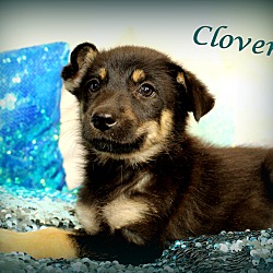 Thumbnail photo of Clover~adopted! #4