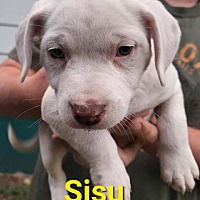 Photo of Sisu