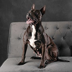 Photo of Goji