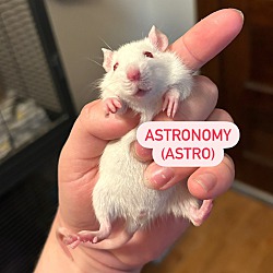 Thumbnail photo of Astro, Eco, & Aero BONDED TRIO #2