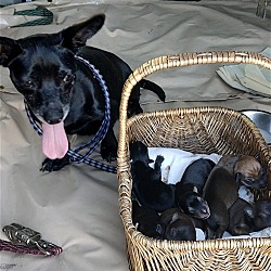 Photo of URGENT - Chiweenie Mama & pups ND FOSTER