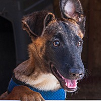 adopt a pet