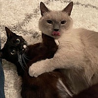 adopt a pet