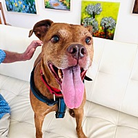 adopt a pet