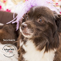Thumbnail photo of SNICKERS #4
