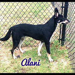Thumbnail photo of Alani (fostered in Dallas TX) #1